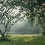 A romantic one night stay at lunuganga | full board, candlelit dinner, garden tour, afternoon tea | for 2