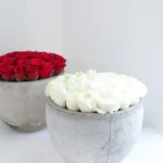 Amora | red or white roses in a cement pot