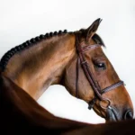 A horse riding lesson | one hour | solo