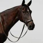 A horse riding lesson for couples | one hour