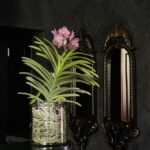 Delight your loved ones with the exquisite beauty of a vanda orchid, elegantly displayed in a large glass jar. A perfect blend of nature and sophistication, this thoughtful gift is sure to leave a lasting impression