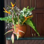 Surprise your loved one with an exquisite flower arrangement featuring vibrant heliconias, alluring sexy pink heliconias, delicate lilies, and lush hydrangeas, all elegantly presented in a stunning orange pot. A gift of beauty and grace that speaks volumes