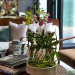 Eloise | assorted dendrobium orchids in a large ceramic pot