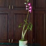 Delight your loved one with the delicate beauty and vibrant charm of a purple dendrobium orchid. This elegant tabletop-sized orchid, featuring a single graceful stem of rich purple blooms, is the perfect way to add a touch of nature’s brilliance to any space.