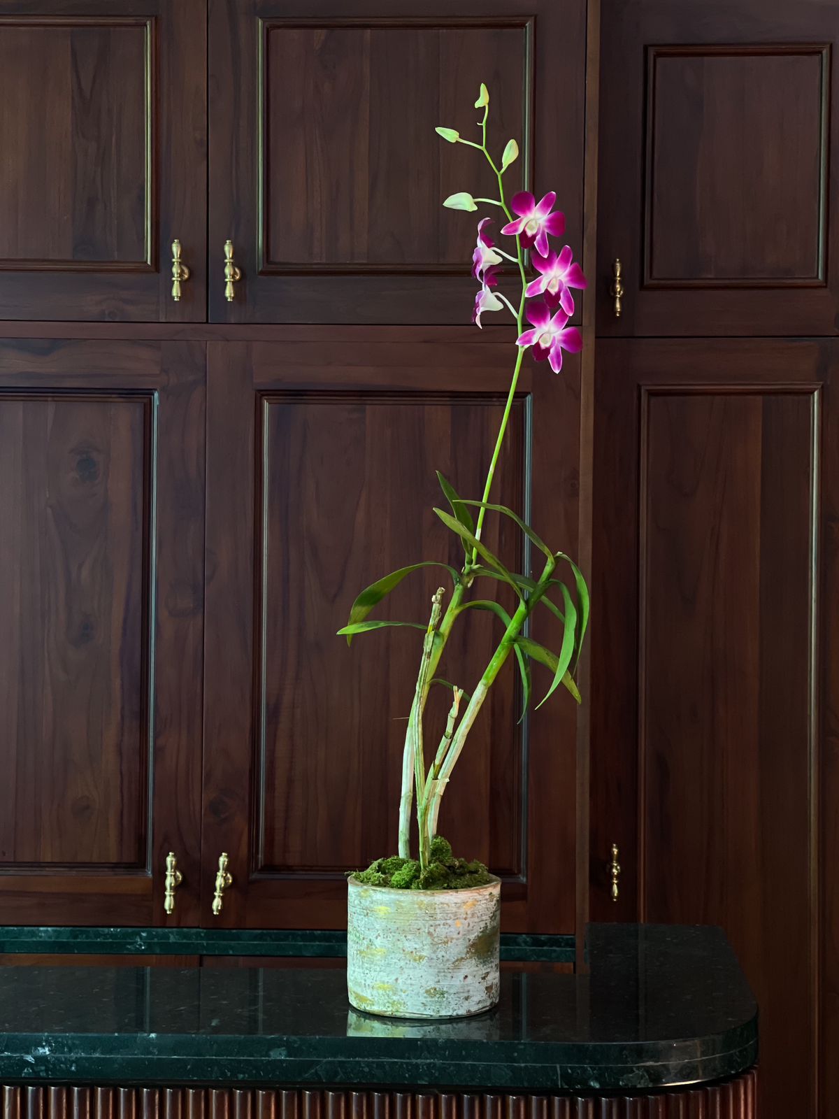 Lea | Purple Dendrobium in Gold Touched Terra Cotta Pot