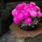Summertime | peony chrysanthemum