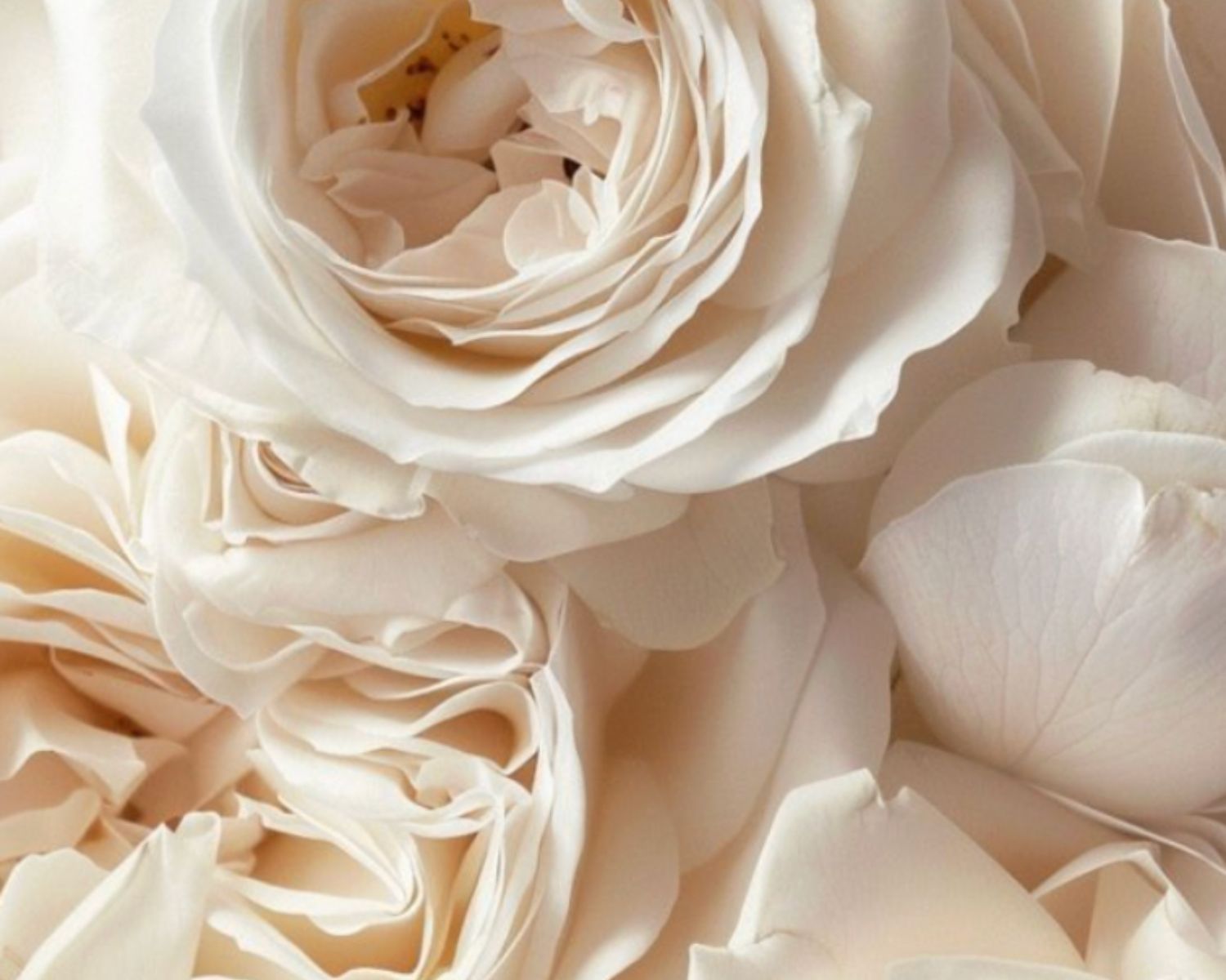 Condolence Flowers